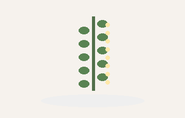 Vines with fairy lights preview